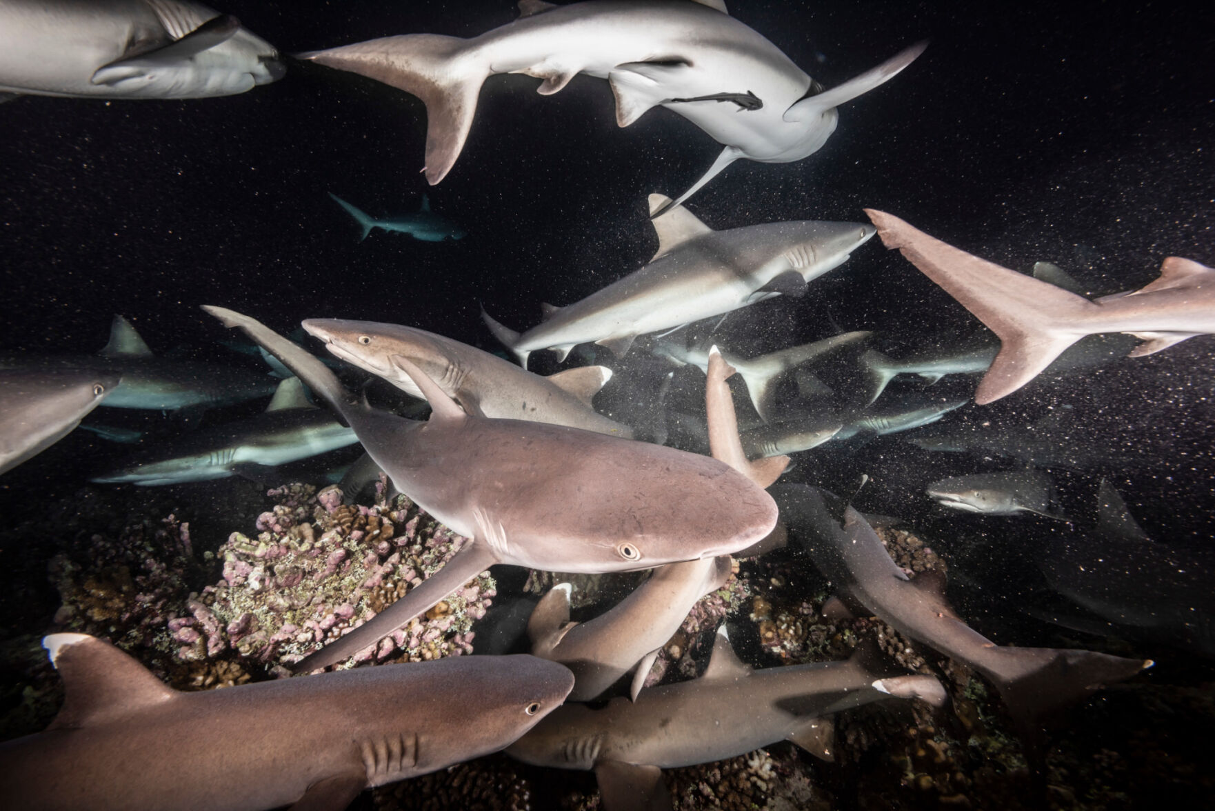 ‘Ghosts of the Sea’ Report of shark decline hits home for Clayton couple